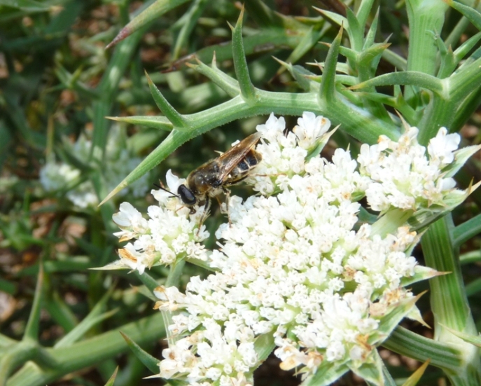 Dittero su fiore: Stratiomys longicornis?